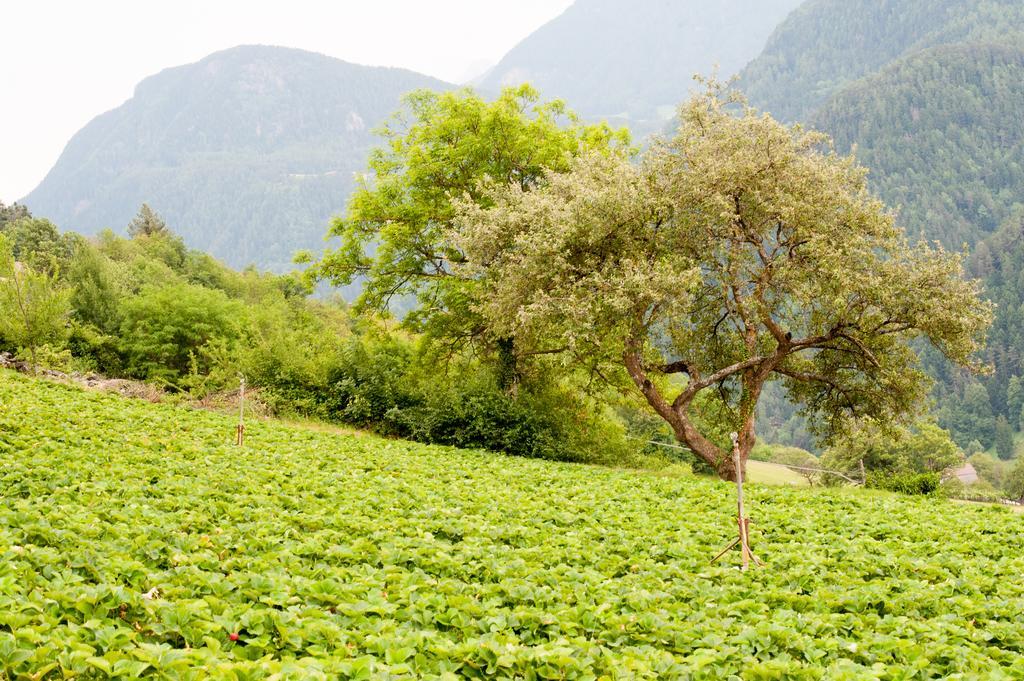 لايون Ausservogelweiderhof المظهر الخارجي الصورة